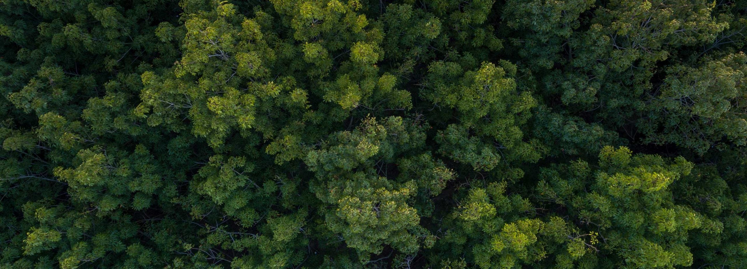 Reforestation & Carbon Offsetting