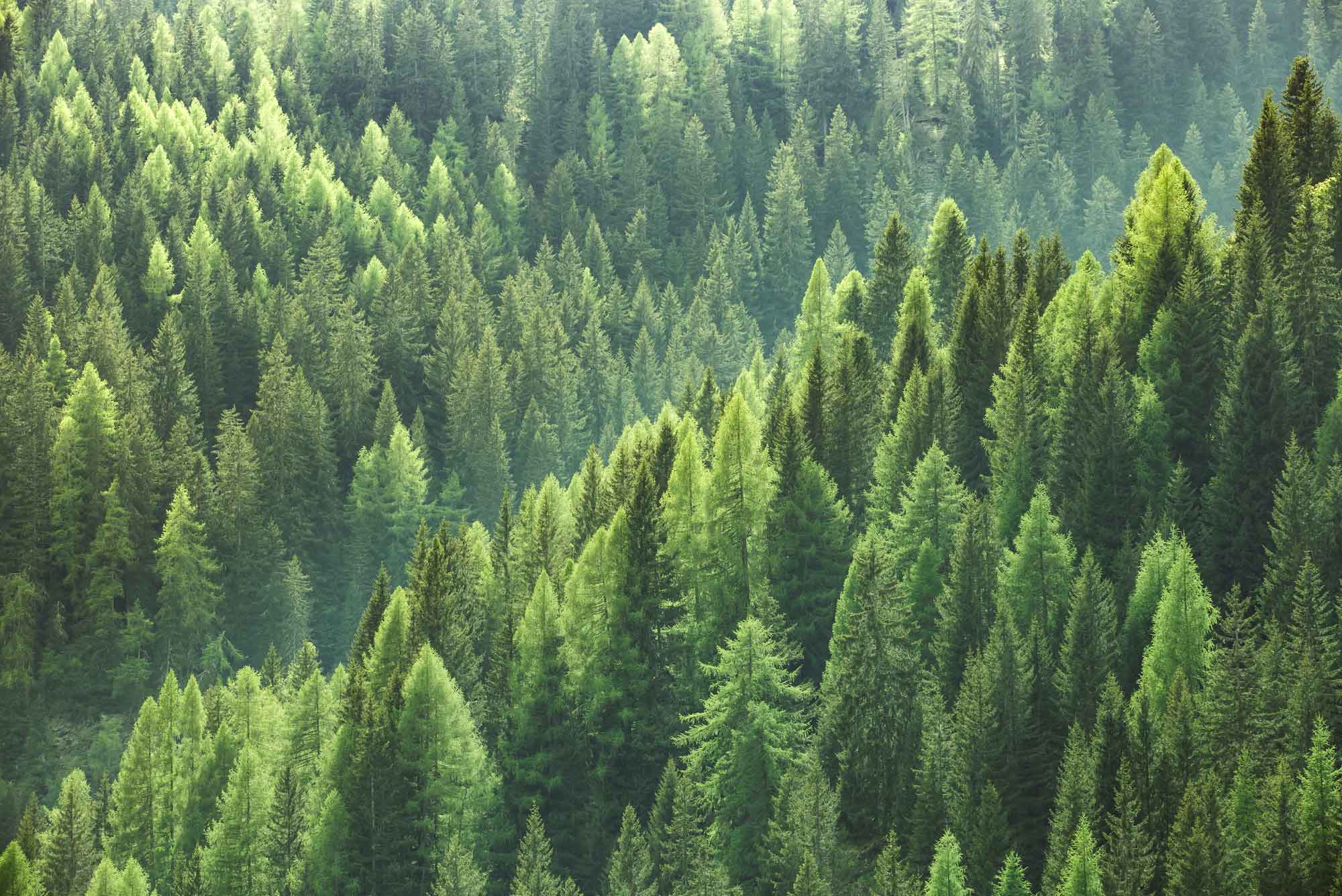 Image of Our Eco Credentials