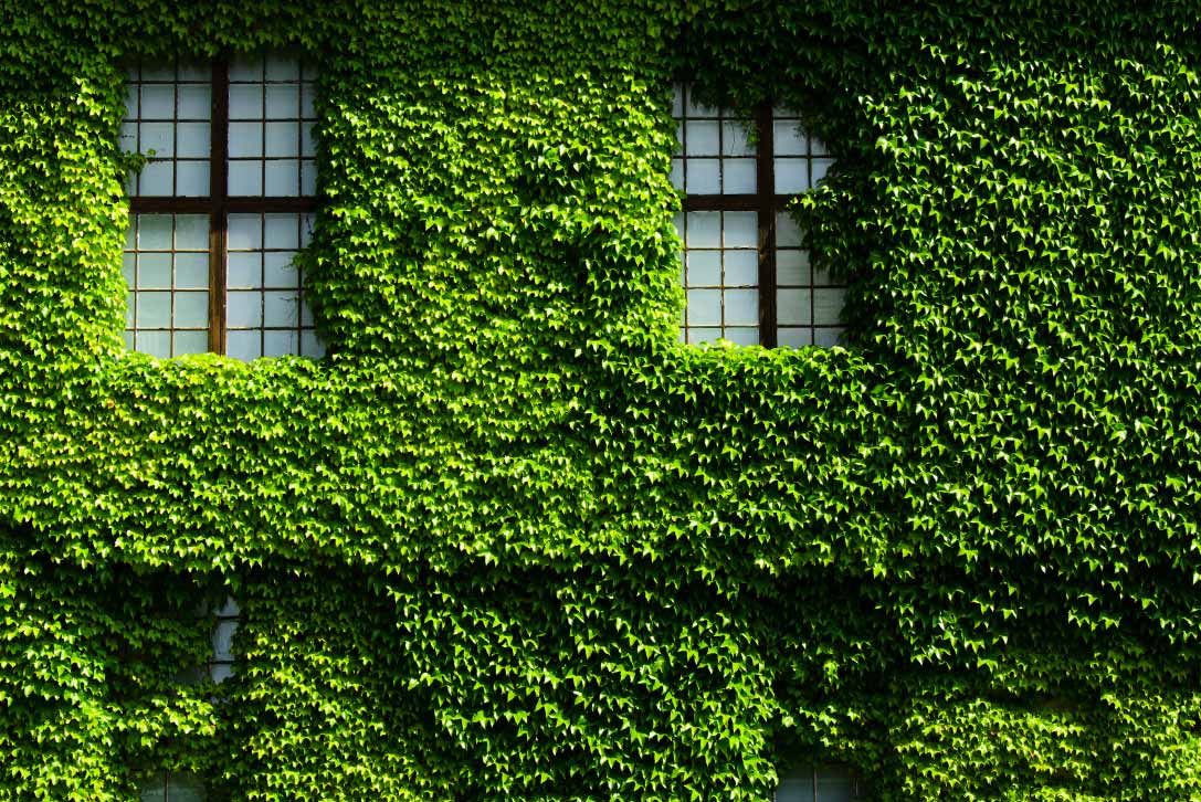 Fern growing on house