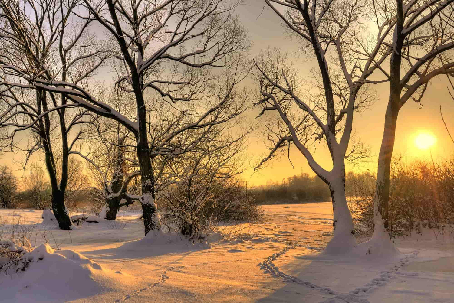 Image of Winter Wellness